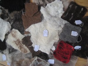 IMG_3941 Some of the rare breed samples