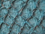 Close up of fish leather
