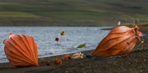 Anna Gunnarsdottir's sea shells